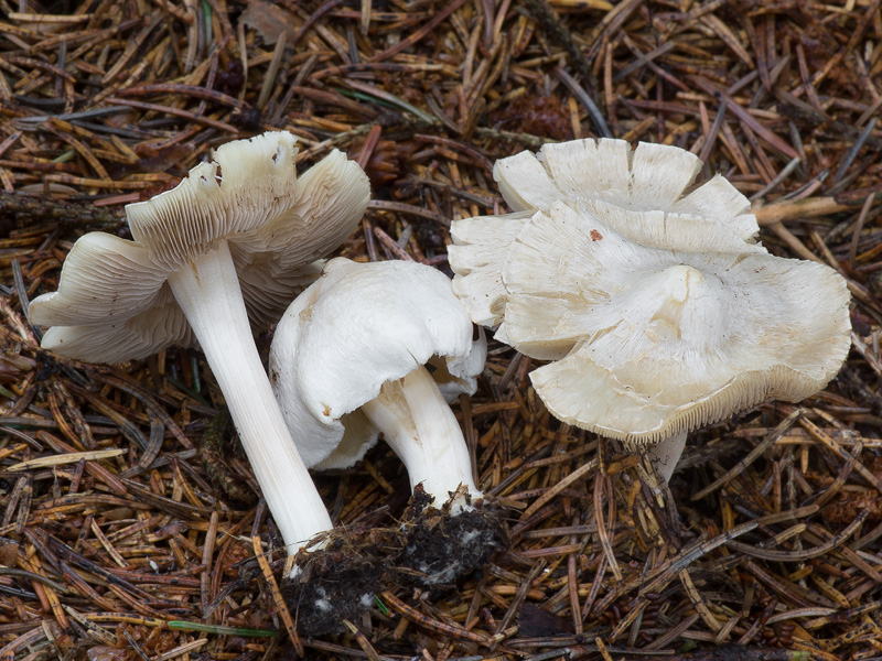 Inocybe umbratica